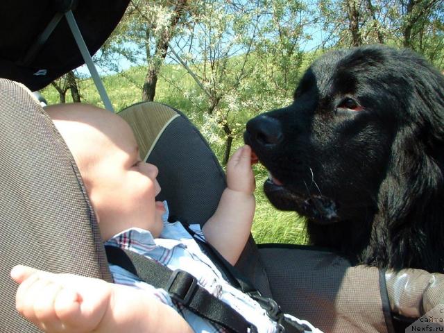 Фото: ньюфаундленд Тьен Бо