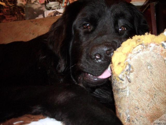 Фото: ньюфаундленд Тьен Бо