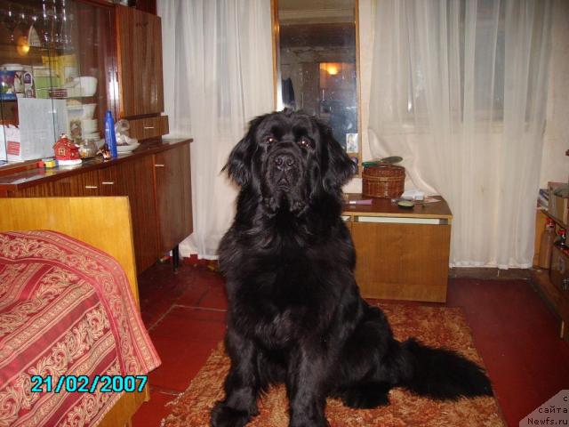 Фото: ньюфаундленд Маг Исполин Ежевика