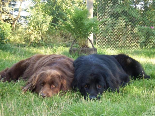 Фото: ньюфаундленд Баронесса, ньюфаундленд Тьен Бо