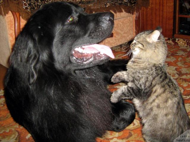 Фото: ньюфаундленд Тьен Бо