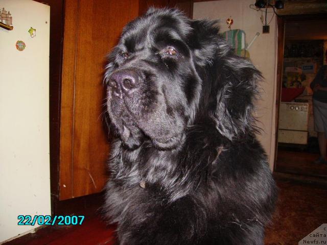 Фото: ньюфаундленд Маг Исполин Ежевика