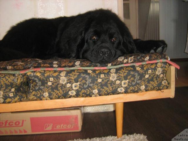 Фото: ньюфаундленд Тьен Бо