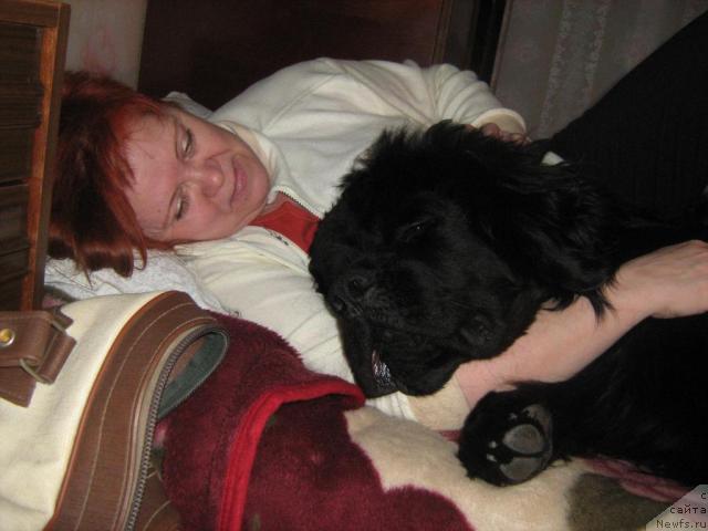 Фото: ньюфаундленд Тьен Бо