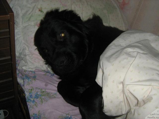 Фото: ньюфаундленд Тьен Бо