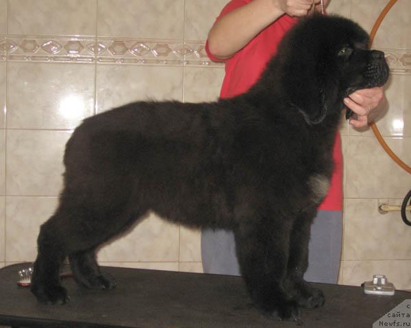 Фото: ньюфаундленд Ночной Дозор с Берега Дона (Nochnoy Dozor s Berega Dona)