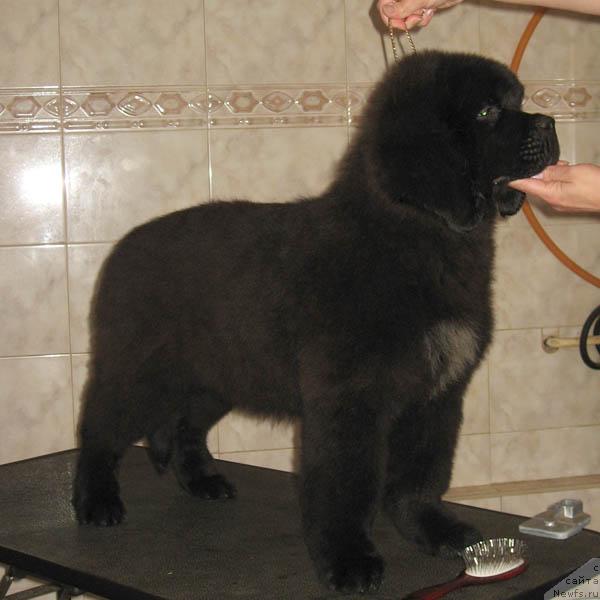 Фото: ньюфаундленд Ночной Дозор с Берега Дона (Nochnoy Dozor s Berega Dona)