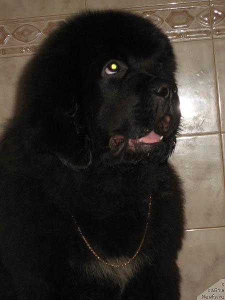 Фото: ньюфаундленд Ночной Дозор с Берега Дона (Nochnoy Dozor s Berega Dona)