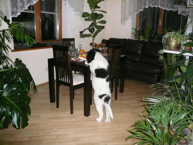 Фото: Щенок, ньюфаундленд Шедоу из Уникальной Коллекции