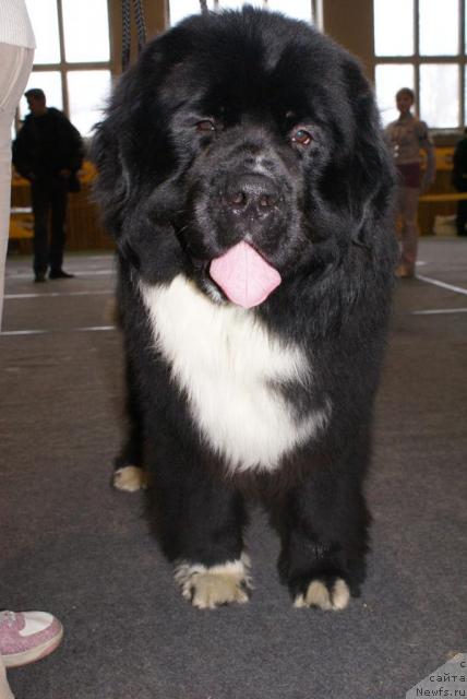 Фото: ньюфаундленд Питерньюф Жгучий Поцелуй (Piternyuf Zhguchiy Potseluy)