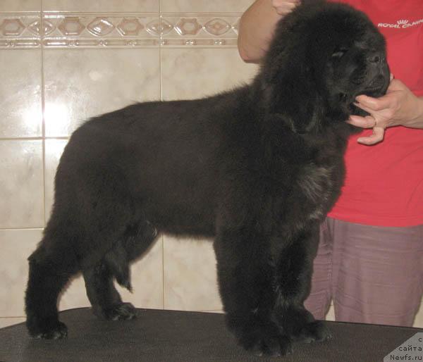 Фото: ньюфаундленд Навеки Твой с Берега Дона (Naveki Tvoy s Berega Dona)