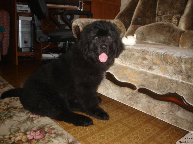 Фото: ньюфаундленд Супер Бизон Астория