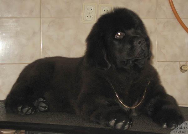 Фото: ньюфаундленд Навеки Твой с Берега Дона (Naveki Tvoy s Berega Dona)