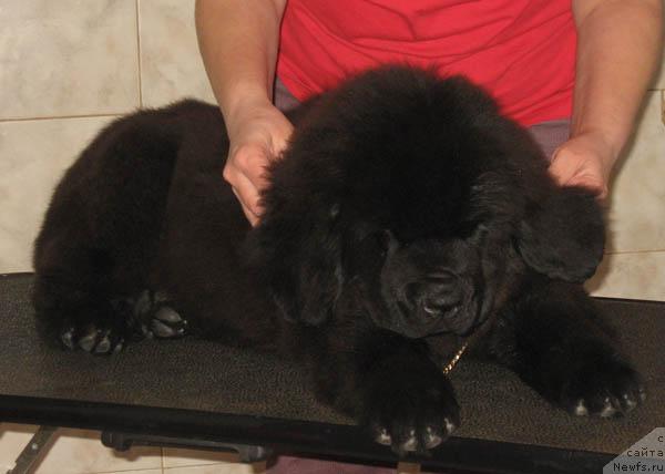 Фото: ньюфаундленд Навеки Твой с Берега Дона (Naveki Tvoy s Berega Dona)