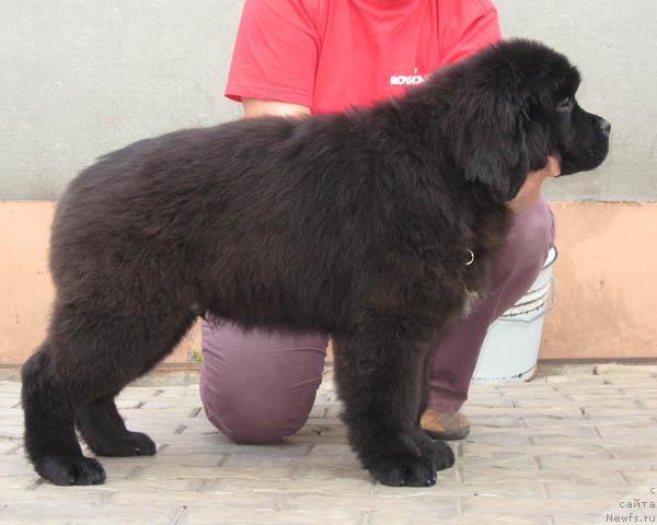 Фото: ньюфаундленд Нежный Друг с Берега Дона (Nezhny Drug s Berega Dona)