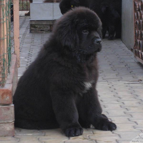 Фото: ньюфаундленд Нежный Друг с Берега Дона (Nezhny Drug s Berega Dona)