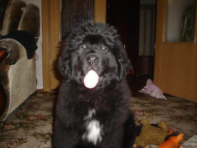 Фото: ньюфаундленд Супер Бизон Астория