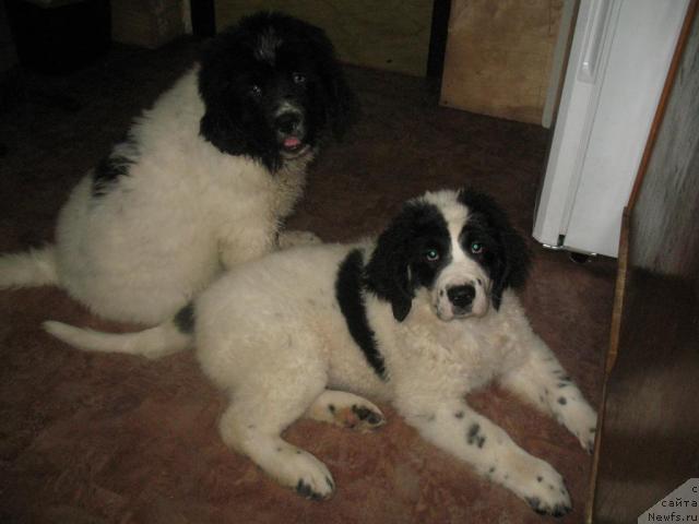 Фото: Щенки, ньюфаундленд Шедоу из Уникальной Коллекции