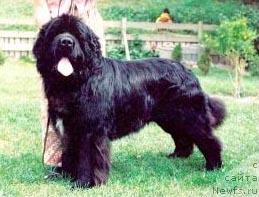 Фото: ньюфаундленд Amoradas Lover Boy