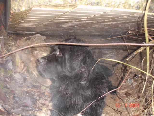 Фото: ньюфаундленд Сангрия