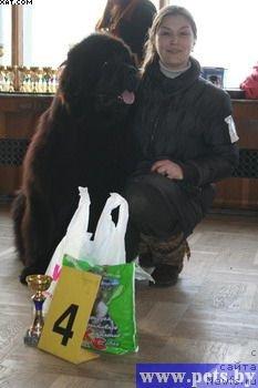 Фото: ньюфаундленд Анри