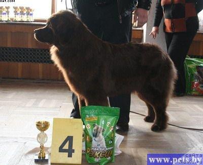 Фото: ньюфаундленд Забава Путятишна, BISj-IV