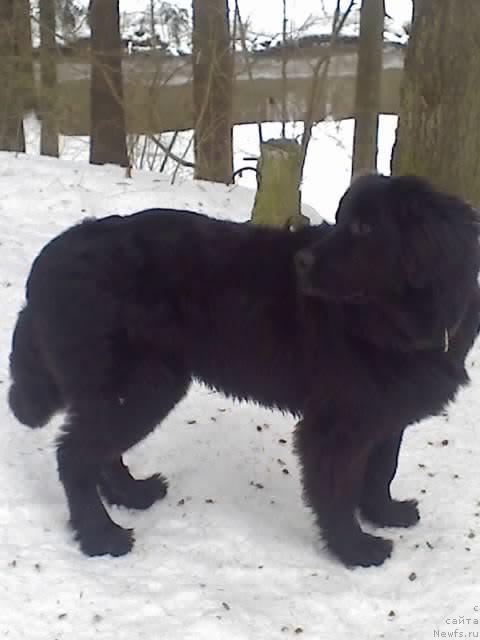 Фото: ньюфаундленд Акелло-Ланью 