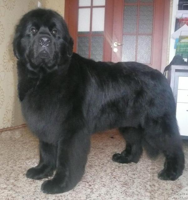 Фото: ньюфаундленд Сиа Кинг