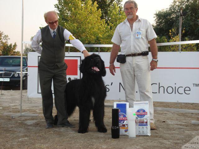 Фото: ньюфаундленд Baltic Storm's Glad Gremlin