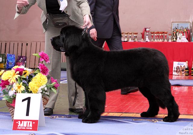 Фото: ньюфаундленд Giacomo vom Darius Land, Нина Базулина