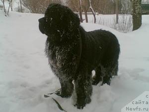 Фото: ньюфаундленд Екселент Стил  из Медвежьего Яра