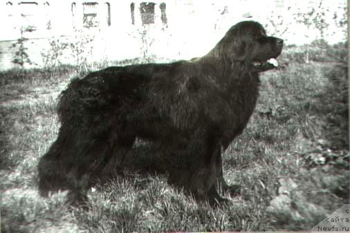 Фото: ньюфаундленд Хиджери Ягри