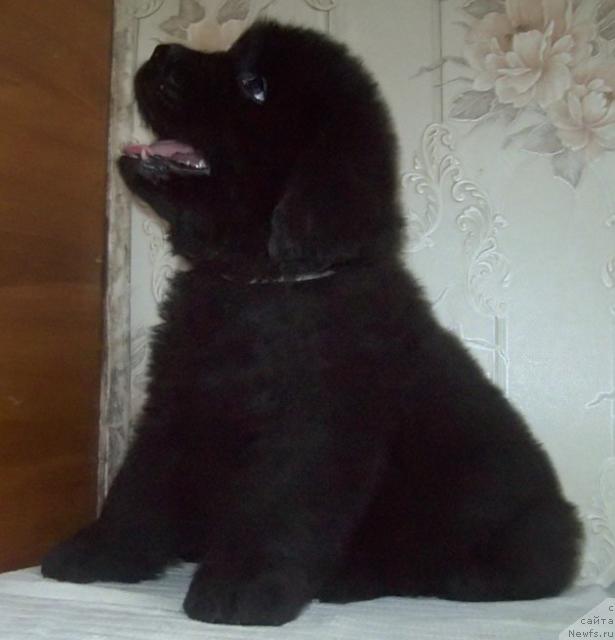 Фото: ньюфаундленд Любимый Ловелас