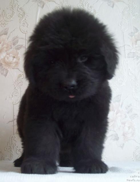 Фото: ньюфаундленд Ласкун Лунный Поцелуй