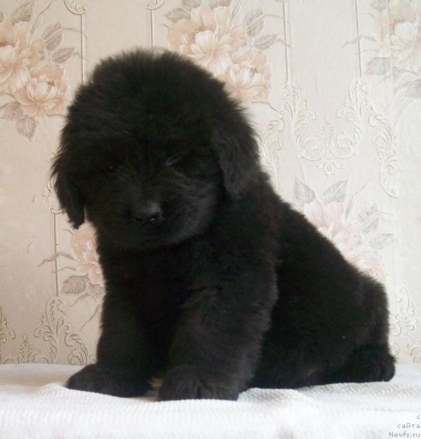 Фото: ньюфаундленд Ласкун Лунный Поцелуй