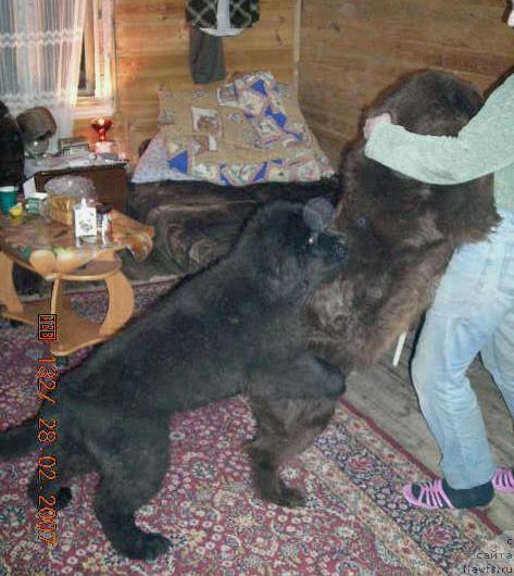 Фото: ньюфаундленд Старди, ньюфаундленд Сент Джонс Круиз (Sent Djons Kruiz)