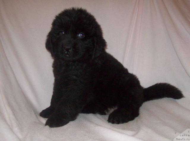 Фото: ньюфаундленд Любимый Ловелас