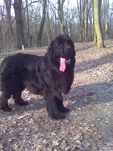 Фото: ньюфаундленд Марьяна Большой Малыш (Maryana Bolshoj Malysh)