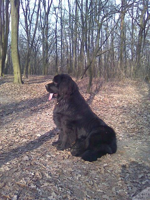 Фото: ньюфаундленд Чаривна Черепашка Большой Малыш (Charivna Cherepashka Bolshoj Malysh)