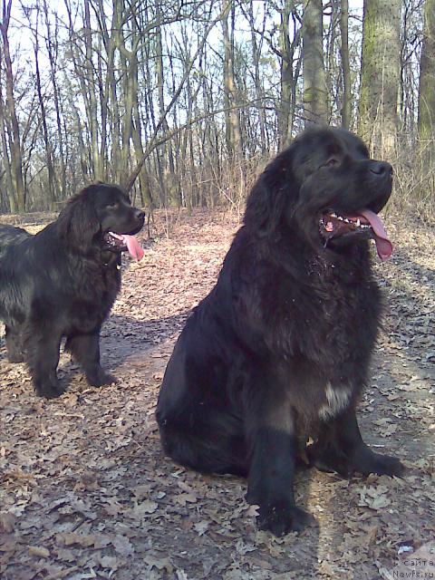 Фото: ньюфаундленд Чаривна Черепашка Большой Малыш (Charivna Cherepashka Bolshoj Malysh), ньюфаундленд Марьяна Большой Малыш (Maryana Bolshoj Malysh)