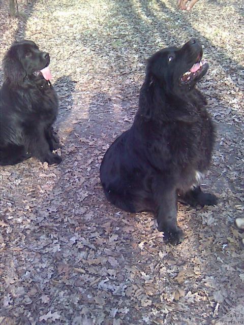 Фото: ньюфаундленд Чаривна Черепашка Большой Малыш (Charivna Cherepashka Bolshoj Malysh), ньюфаундленд Марьяна Большой Малыш (Maryana Bolshoj Malysh)