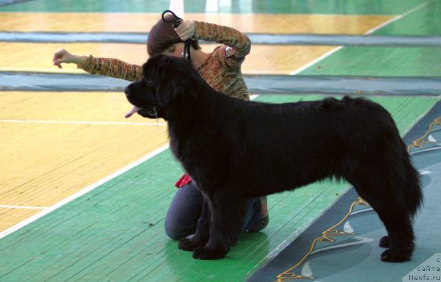 Фото: ньюфаундленд Любимая Моя с Берега Дона (Lubimaya Moya s Berega Dona)