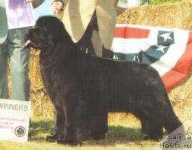 Фото: ньюфаундленд Midnight Lady's Like The Wind