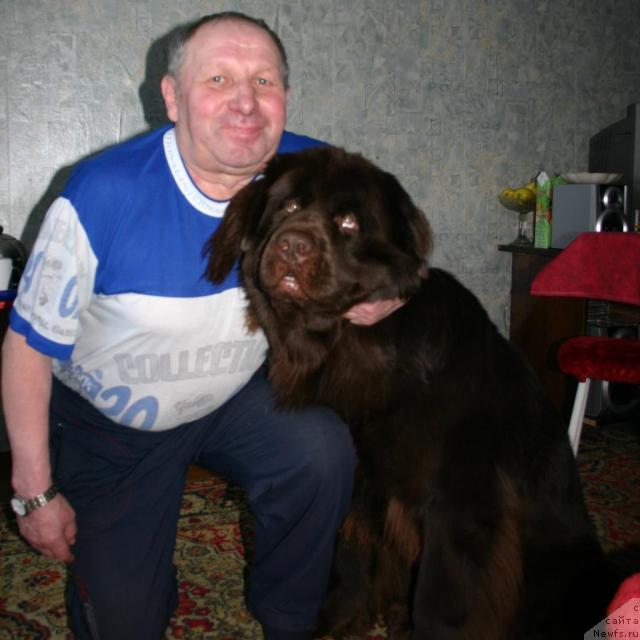 Фото: ньюфаундленд Зорран Снежный Подарок