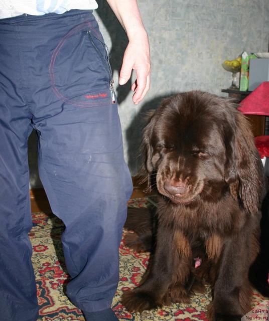 Фото: ньюфаундленд Зорран Снежный Подарок