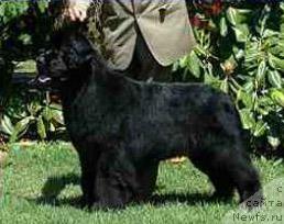 Фото: ньюфаундленд Midnight Lady's Piece of my Heart