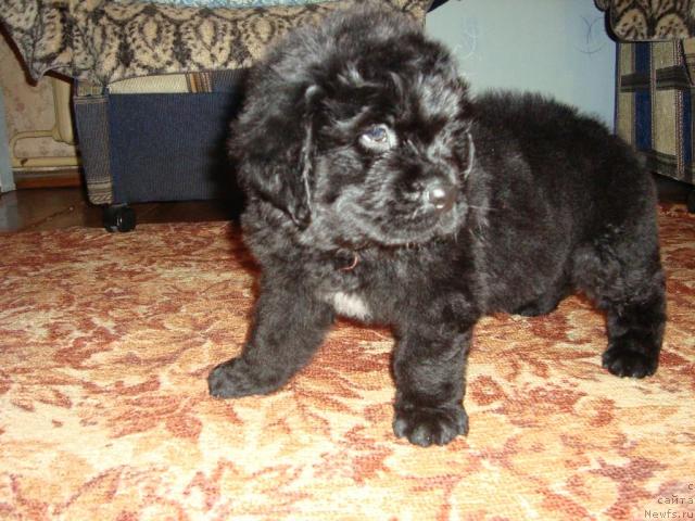 Фото: ньюфаундленд Зорро (Zorro)