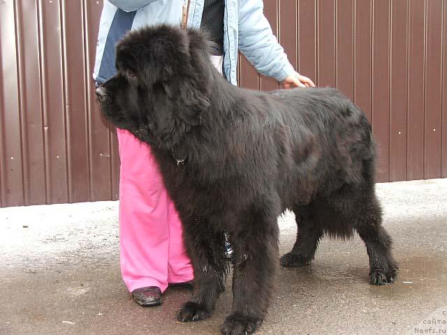 Фото: ньюфаундленд Плюшевая Панда Кинг Оф Хеллуланд (Plushevaya Panda King of Helluland)
