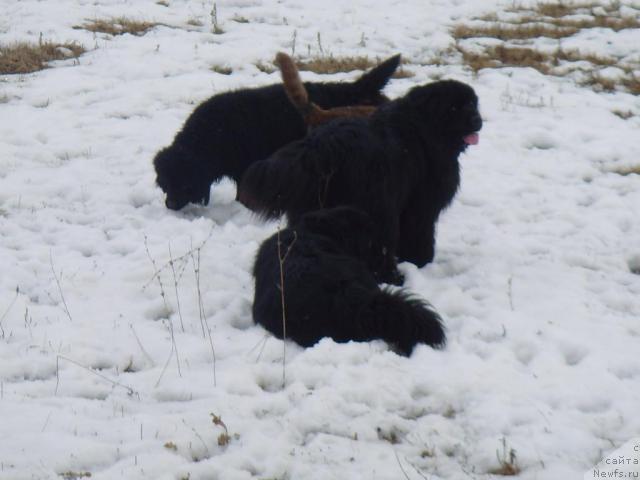 Фото: ньюфаундленд Лесная Сказка Королевский Медведь (Lesnaja Skazka Korolevskiy Medved), ньюфаундленд Эра Гранд Люкс Чери Николь, ньюфаундленд Юган с Тоянова Городка (Ygan s Toyanova Gorodka), ньюфаундленд Супер Премиум Вашингтон