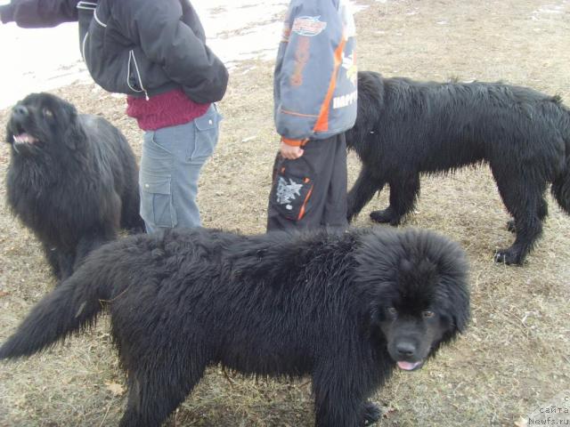 Фото: ньюфаундленд Юган с Тоянова Городка (Ygan s Toyanova Gorodka), ньюфаундленд Эра Гранд Люкс Чери Николь, ньюфаундленд Супер Премиум Вашингтон